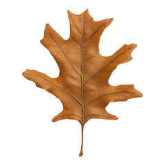Naklejka premium Dry Oak Leaf