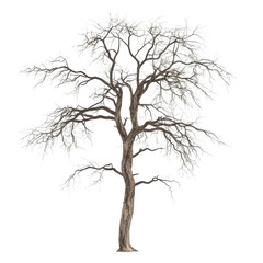 Fototapeta premium a solitary leafless tree stands against a white background showcasing its intricate branches and textured bark emphasizing the beauty of nature in its bare form