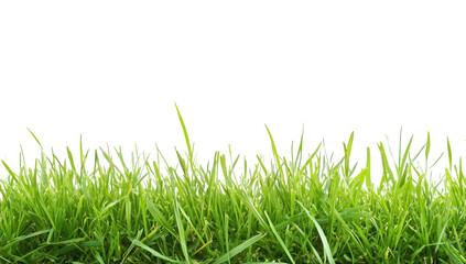 Fototapeta premium a close-up view of vibrant green grass against a plain white background showcasing the textures and colors of the grass blades suitable for nature-themed designs or backgrounds