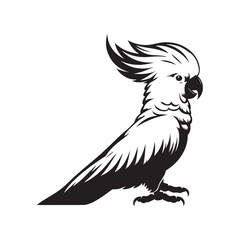 black and white macaw