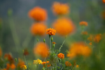 A gentle soul in full bloom.