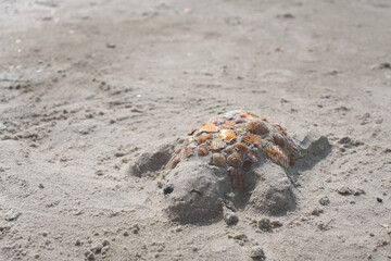 sand turtle on the beach