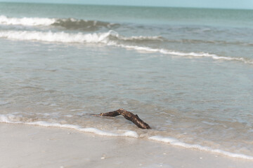 driftwood on the beach