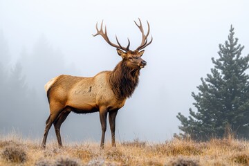Obraz premium Majestic elk stands tall in the foggy forest landscape at dawn