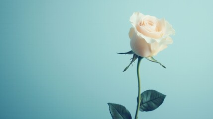 Fototapeta premium Elegant Pale Pink Rose with Soft Petals and Lush Green Leaves Against a Serene Blue Background, Capturing the Essence of Beauty and Serenity in Floral Photography