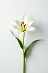 A lone white lily in full bloom on a white background with intricate details, white, flower