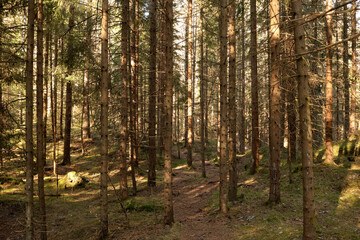 Forest