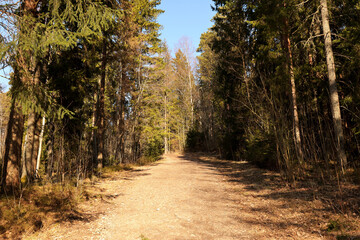 Fototapeta premium Forest