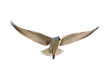 Obraz premium seagull in flight, wings spread, white background, isolated, no background