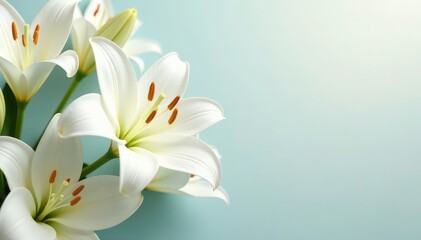 Obraz premium Close-up of pristine white lilies on seamless background, white, studio