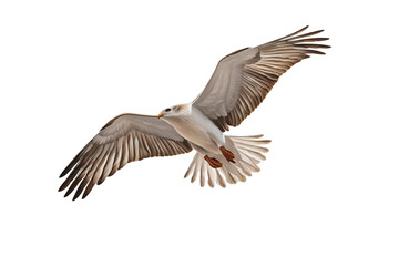 Obraz premium seagull in flight, wings spread, white background, isolated, no background