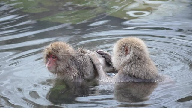 Wild Japanese macaques "Snow Monkeys" relaxing and grooming in a hot spring.