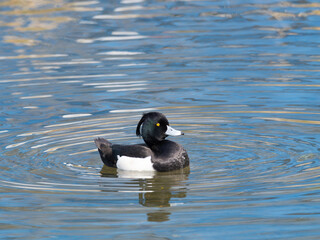 美しい雄のキンクロハジロ