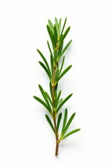 Obraz premium Aromatic isolated sprig of fragrant rosemary herb on white background, rosemary, plant, fragrant