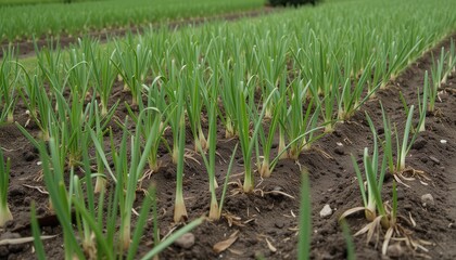 Fresh green onion crops growing in a farm field  