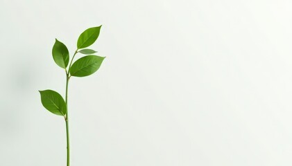 Fototapeta premium A solitary stem with leaves on white background, isolated stem, nature photography, green plant