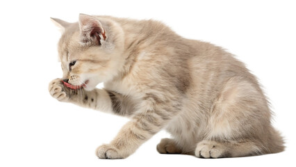Cute Cat Grooming Itself, Isolated on White Background. Transparent. PNG. AI GENERATED