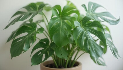 Fototapeta premium Lush Monstera Plant Growing in a Pot Against Plain Background 