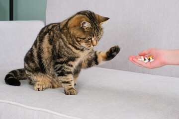 The veterinarian gives the pill to the cat. The pet refuses to take medicine.