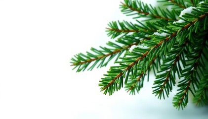 Obraz premium Branches of fir tree isolated on white background, greenery, winter, branches