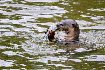Fototapeta premium Smooth-coated Otter - Lutra perspicillata, fresh water otter from South and Southeast Asian lakes and marshes, Singapore.