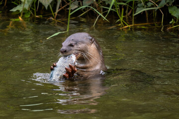 Fototapeta premium Smooth-coated Otter - Lutra perspicillata, fresh water otter from South and Southeast Asian lakes and marshes, Singapore.