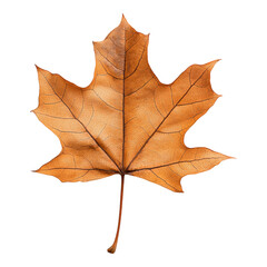 Autumn Maple Leaf on White  Displaying Detail