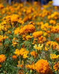Flores de cempasúchil or Marigold flowers in Atlixco during the Day of the Dead festival.