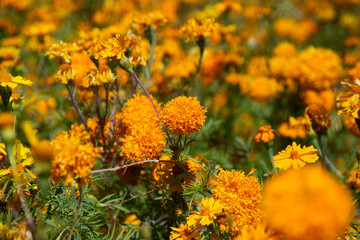 Flores de cempasúchil or Marigold flowers in Atlixco during the Day of the Dead festival.