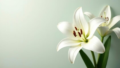Naklejka premium Close-up of pristine white lilies on seamless background, bloom, image, beauty