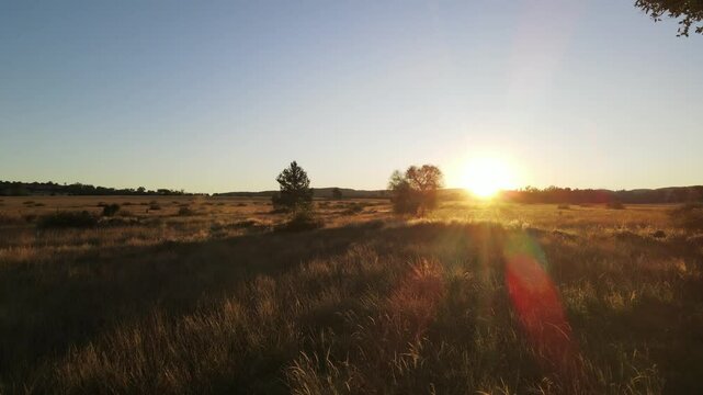 Drone Flying Over Dry Grass at Sunrise Capturing Golden Hour