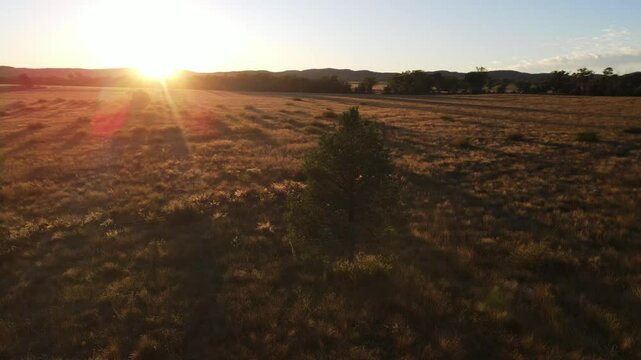 Drone Circling a Solitary Tree in a Paddock at Sunrise in the Australian Outback