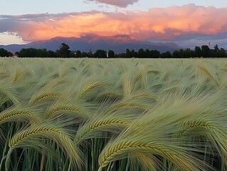 Sunset Barley Field with Mountain View.