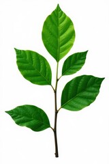 Dark green branch with single leaf isolated on white background, background, isolated