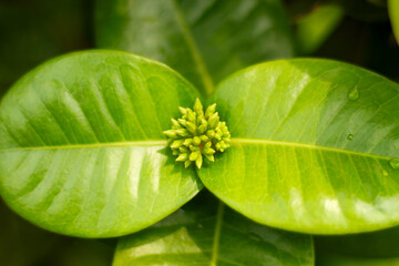 Close up image of Ixora Chinensis flower bud