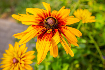 Gorgeous flowers black eyed susan