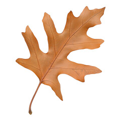 Naklejka premium Autumn Oak Leaf Transparent