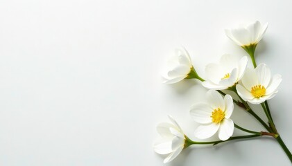Obraz premium Delicate white flowers arranged on a pure white surface , summer, soft