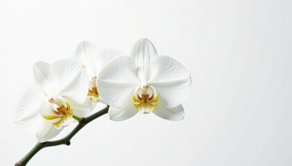 Delicate white orchid blossom on pure white background, summer, simple