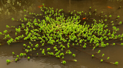 Myriophyllum aquaticum is a flowering plant, a vascular dicotyledon, commonly called parrot's-feather and parrot feather watermilfoil.