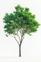 Obraz premium Tropical tree on the empty space background.