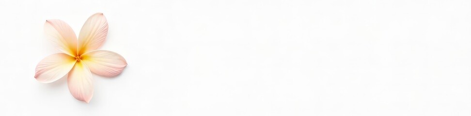 Fototapeta premium Isolated flower against a plain white background, subtle, simple, white background