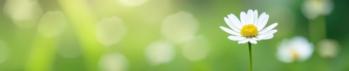 Naklejka premium Single white flower isolated on pure background, flower, garden