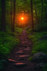 Obraz premium Sunlit forest path