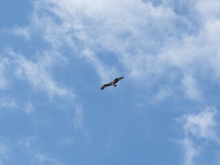 Japanese osprey soars over Yamanoi River 3