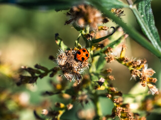 seven spotted lady beetle on dead flower