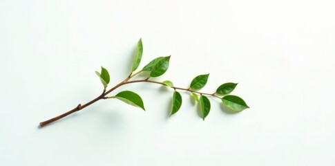 Single isolated branch on white background with subtle gradient, twig, nature, plant