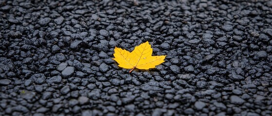 Yellow Leaf on Dark Gravel.