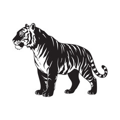 Obraz premium Tiger illustration black and white vector graphic wildlife animal predator art