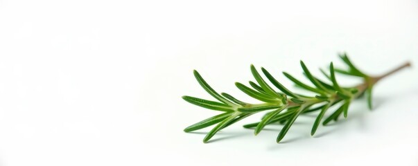 Obraz premium White background with a single isolated sprig of rosemary or thyme branches, calming, green, leaf